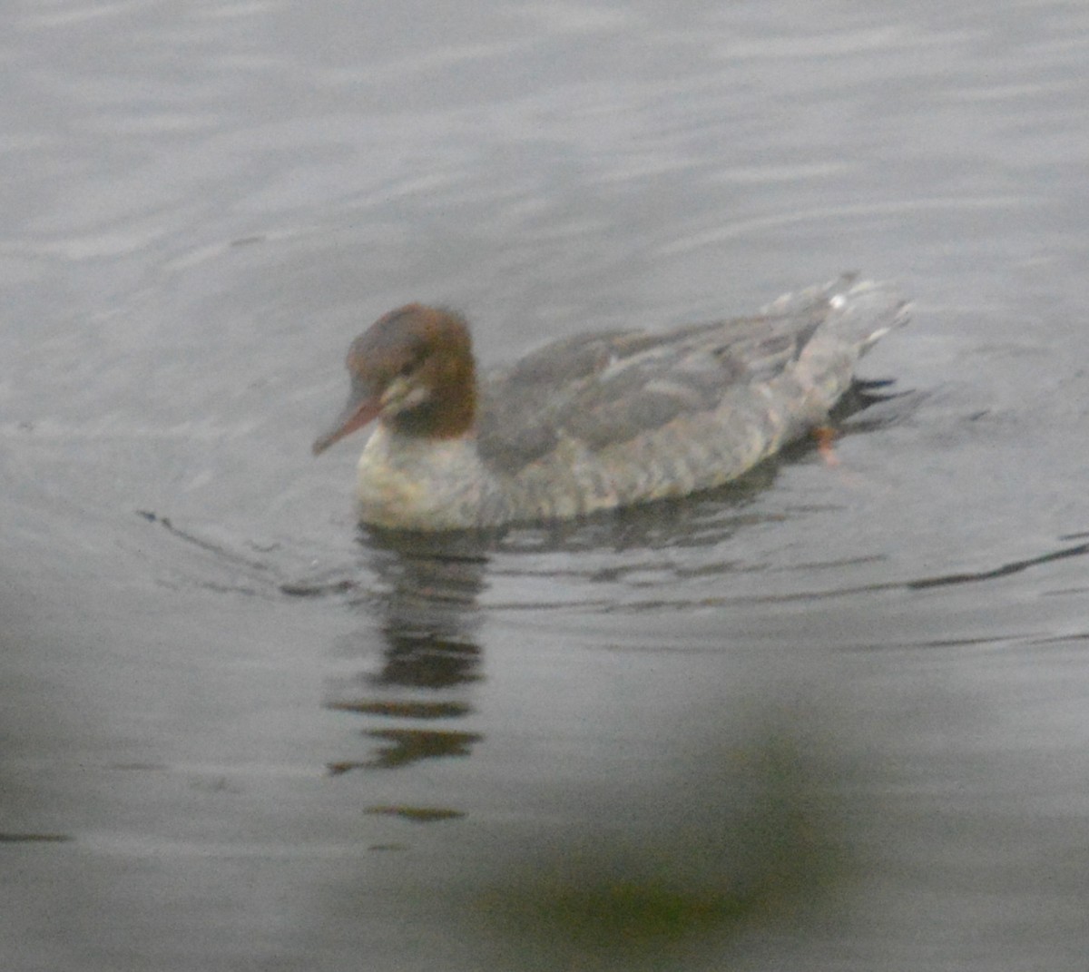 Common Merganser (North American) - ML609283599