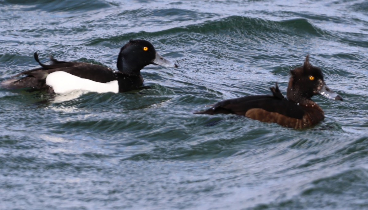 Tufted Duck - ML609283601