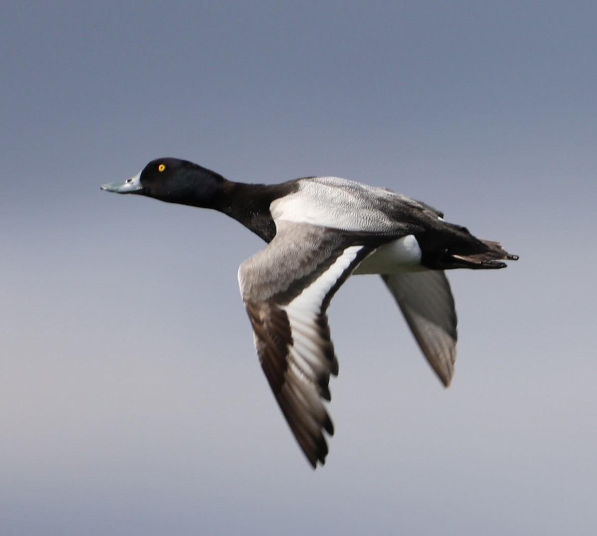 Greater Scaup - ML609283618
