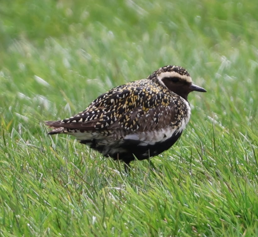 European Golden-Plover - ML609283627