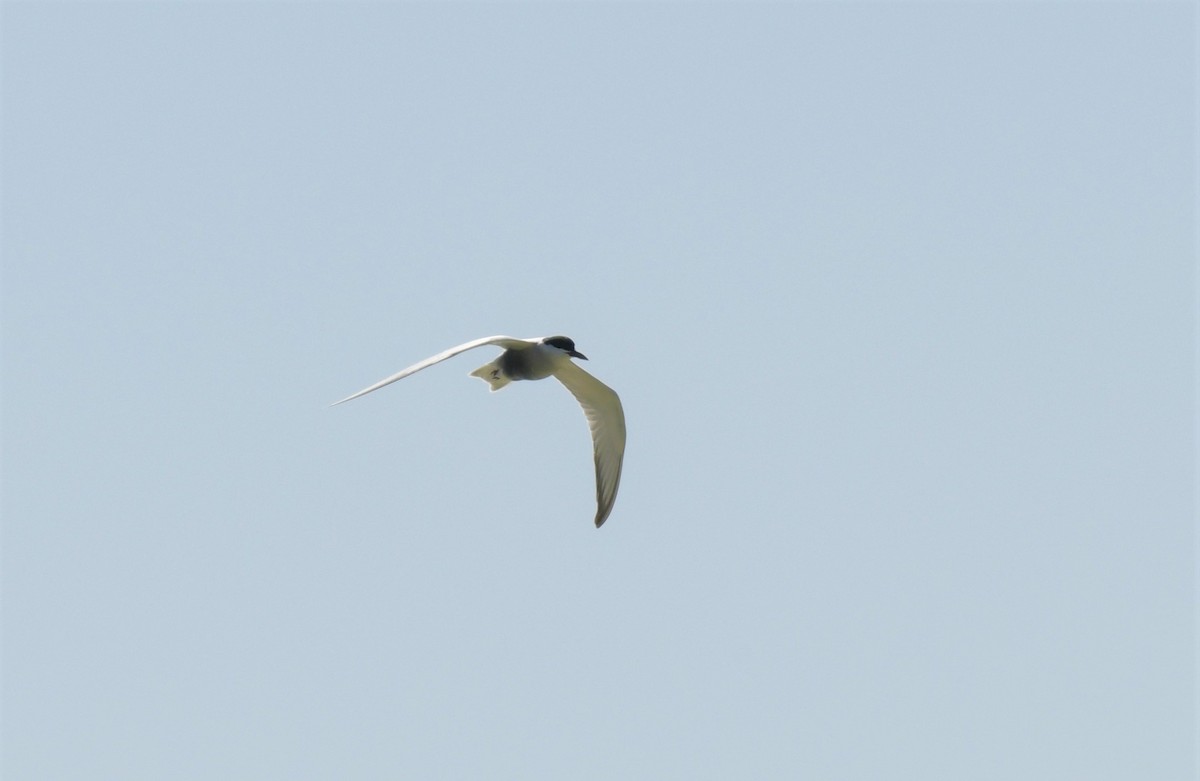 Whiskered Tern - ML609283641