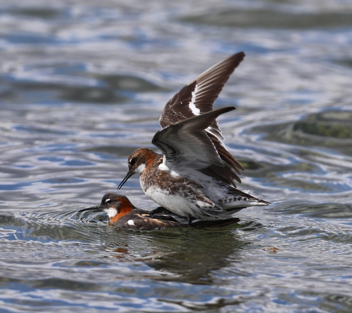 Phalarope à bec étroit - ML609283653