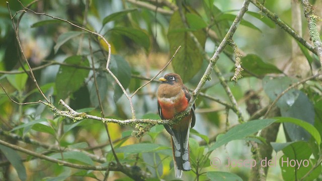 Trogon masqué - ML609283742