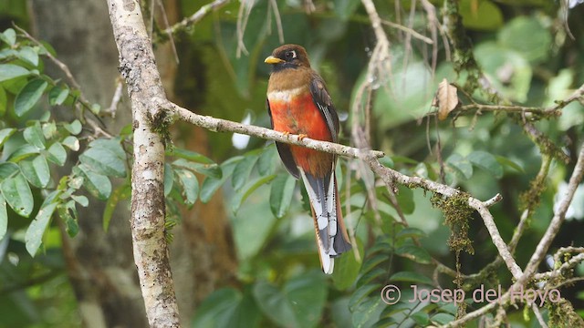 Trogon masqué - ML609283750