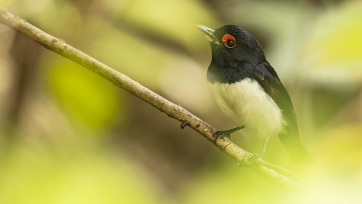 Black-throated Wattle-eye - ML609283812