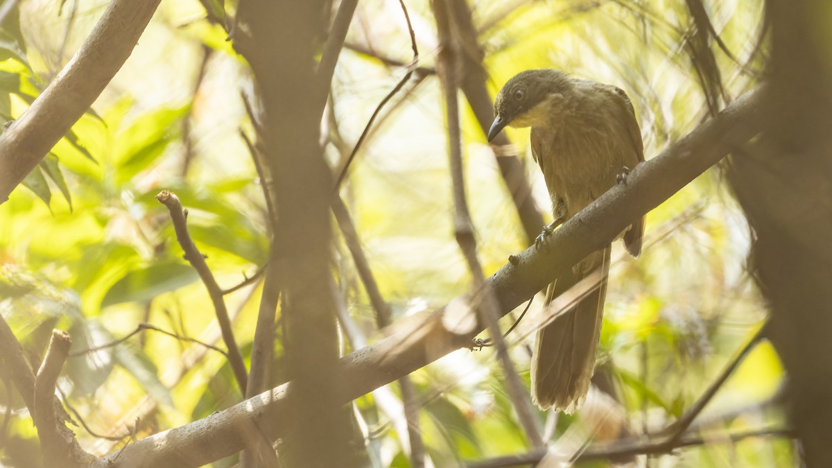 Yellow-throated Greenbul - ML609283861