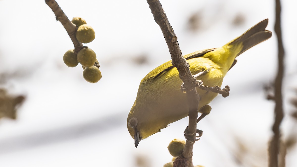 Southern Yellow White-eye - ML609283870