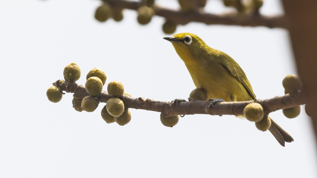 Southern Yellow White-eye - Robert Tizard