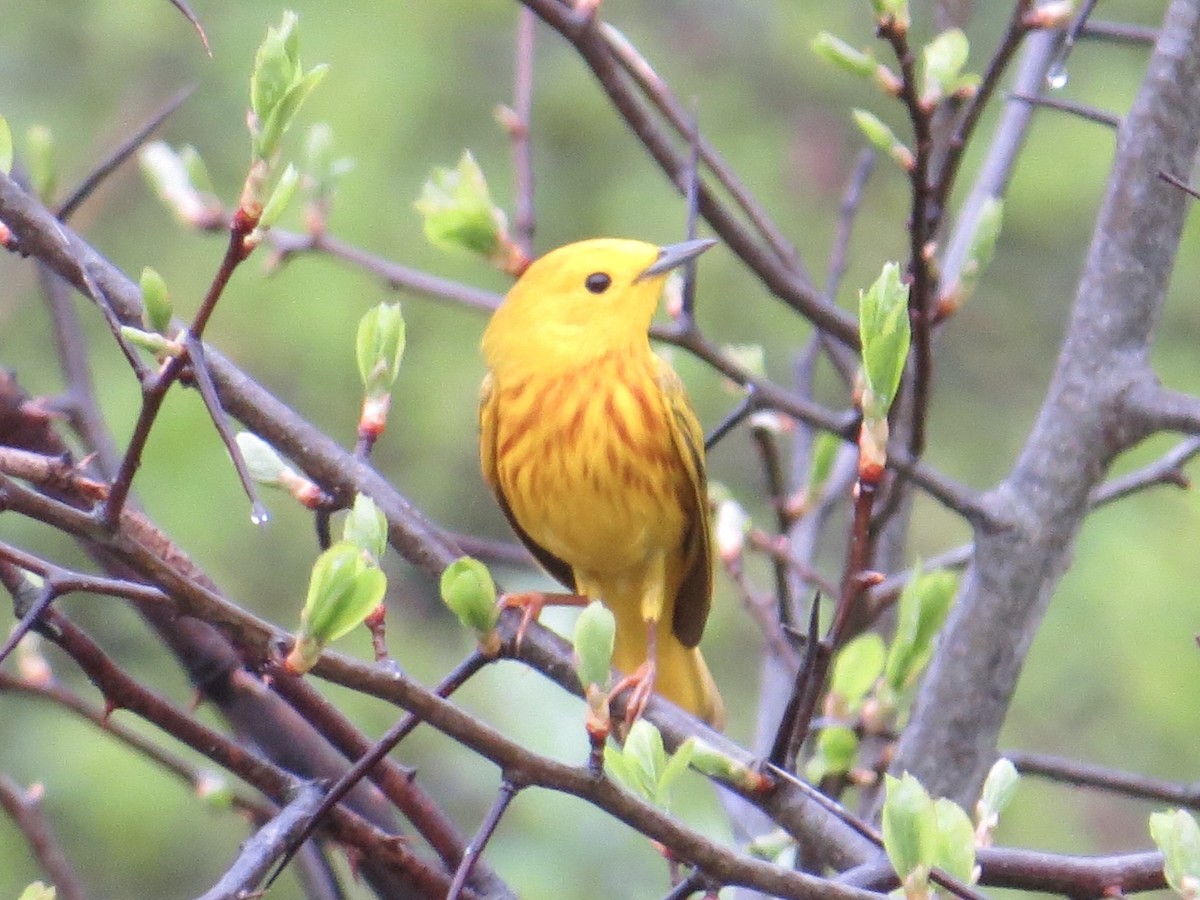 Yellow Warbler - Tim Carney