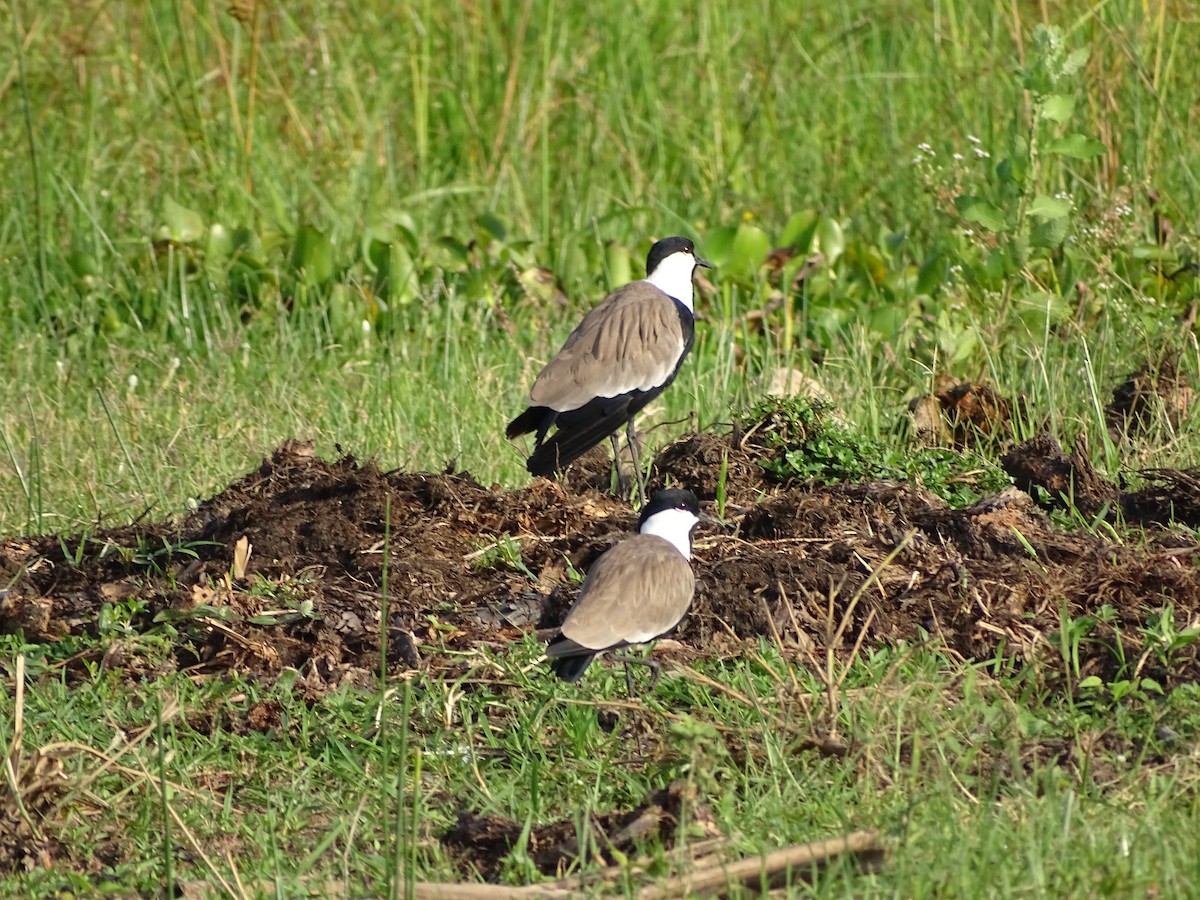 Spur-winged Lapwing - ML609283925