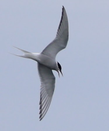 Arctic Tern - ML609283939