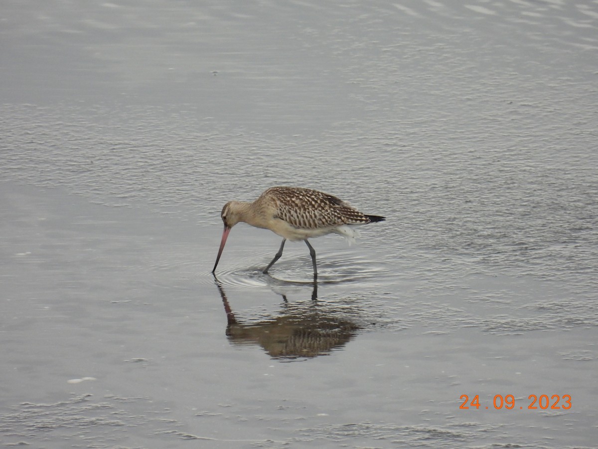 Bar-tailed Godwit - ML609283950