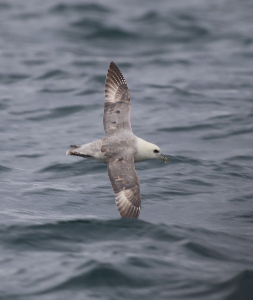 Fulmar boréal - ML609283969