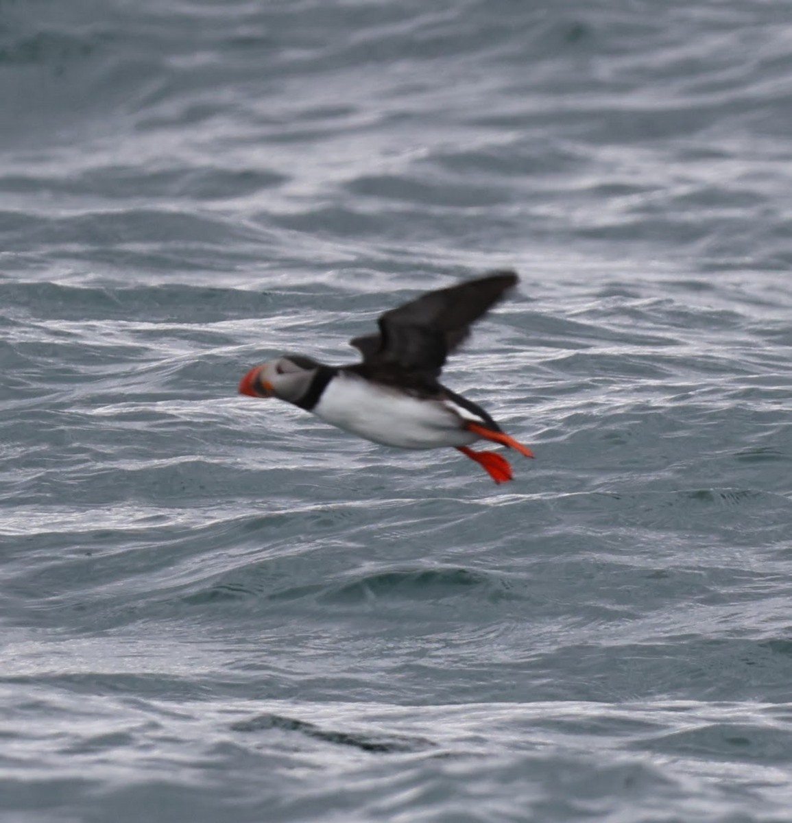 Atlantic Puffin - ML609283988