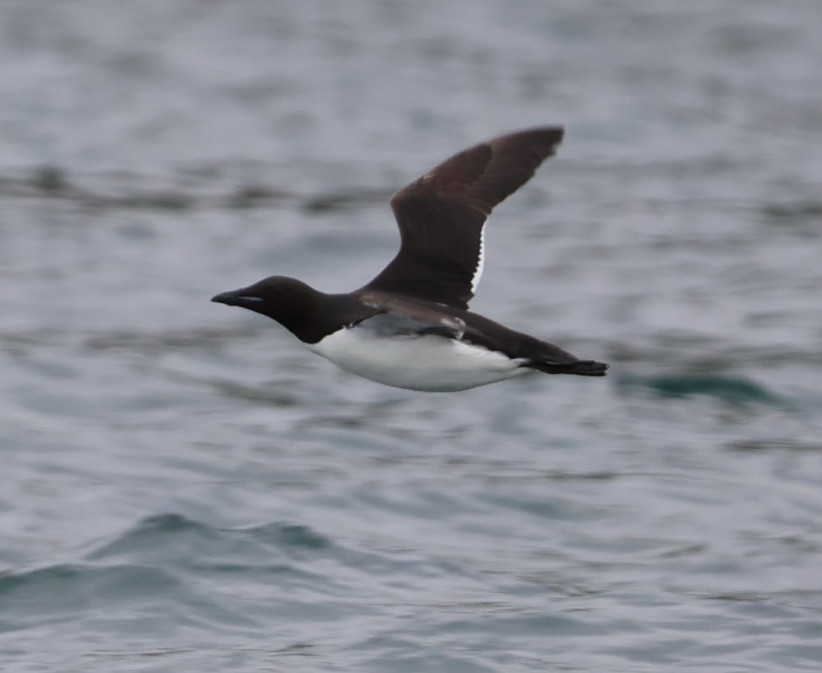 Thick-billed Murre - Luke Ward