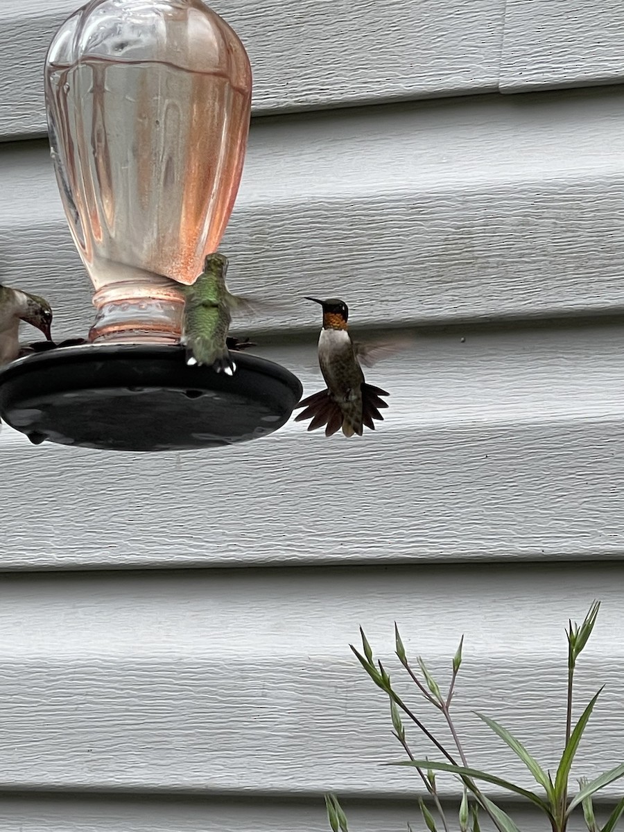 Ruby-throated Hummingbird - dawn collins