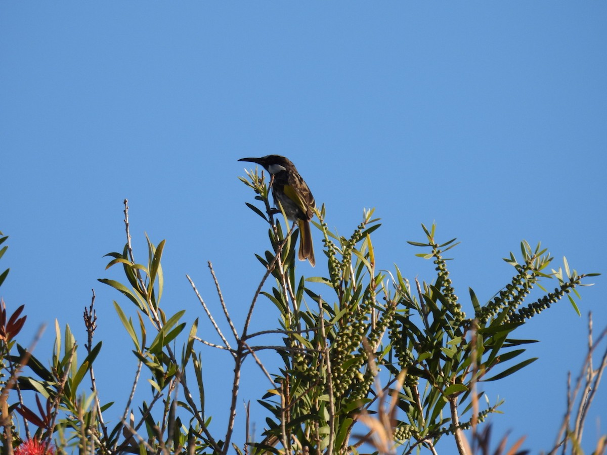 White-cheeked Honeyeater - ML609284084