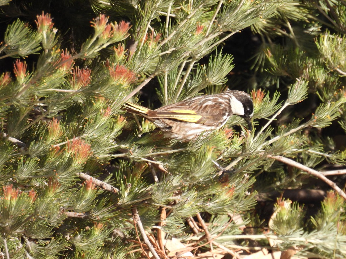 White-cheeked Honeyeater - ML609284096