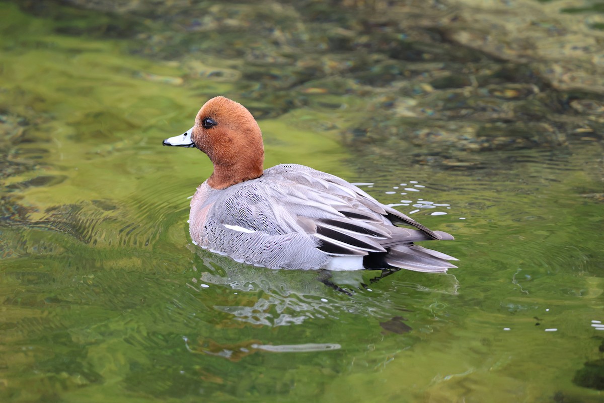 Eurasian Wigeon - ML609284133