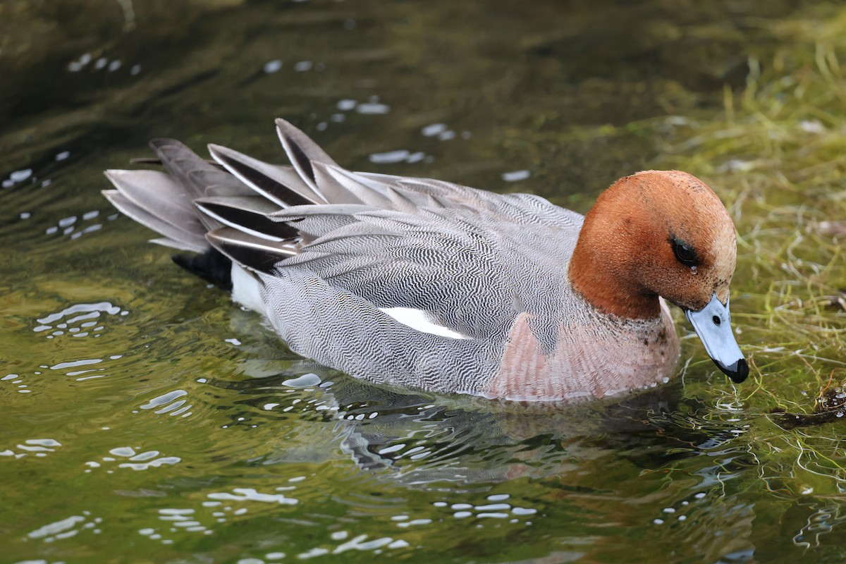 Eurasian Wigeon - ML609284135