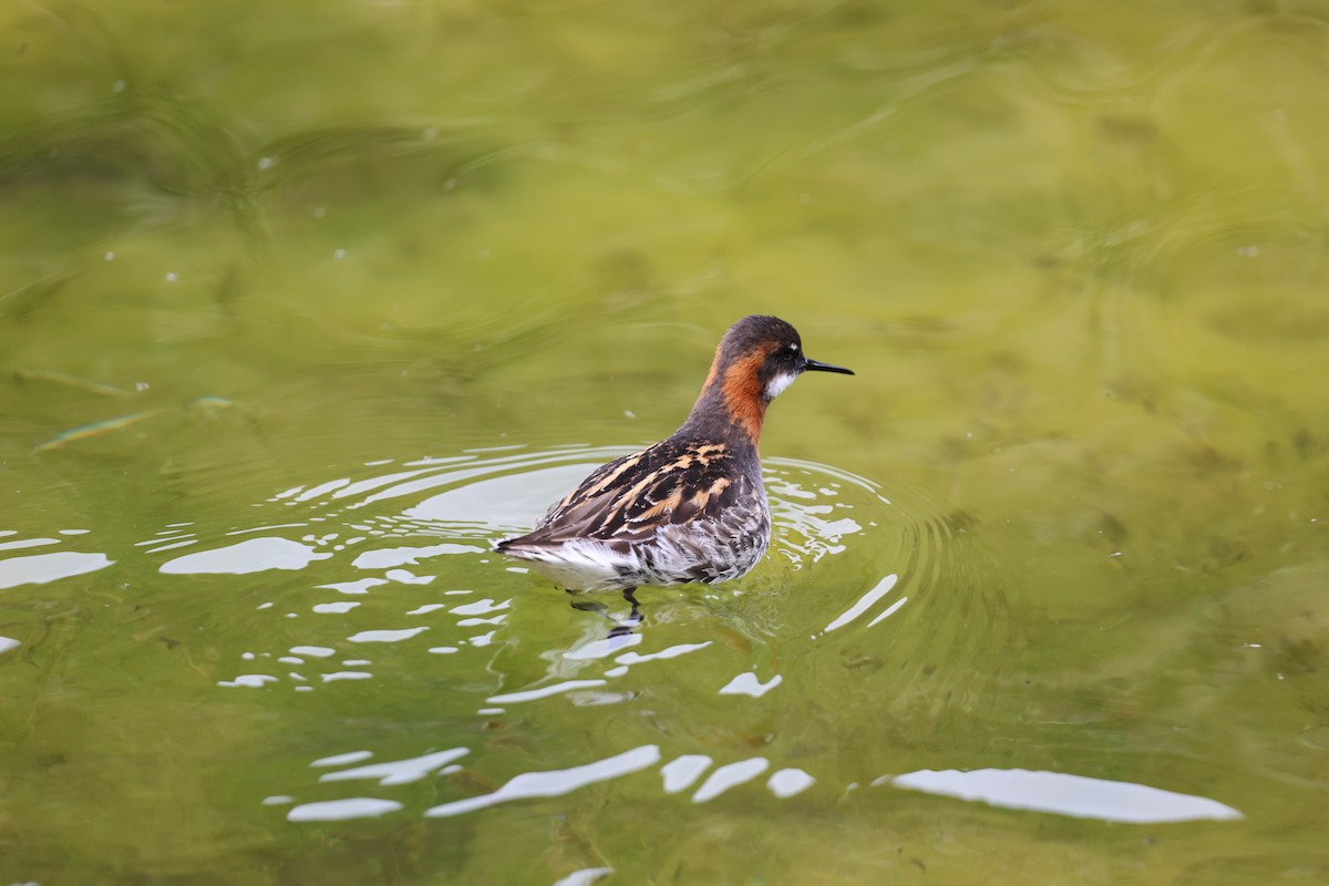 Phalarope à bec étroit - ML609284148