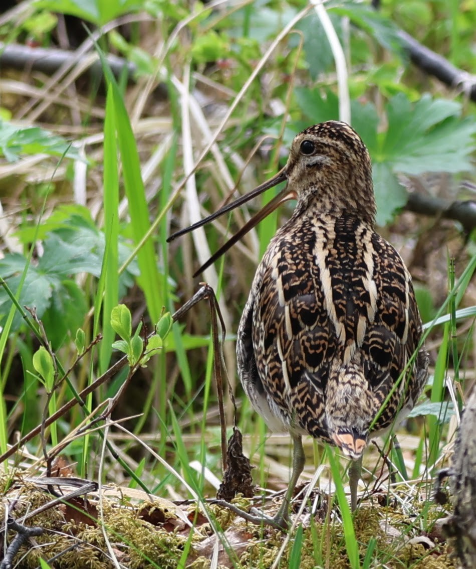 Common Snipe - ML609284150