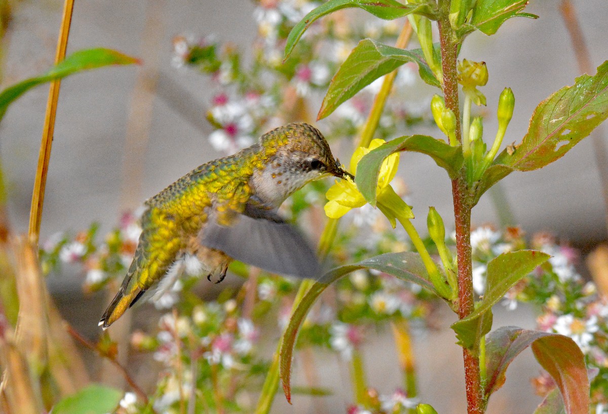 Ruby-throated Hummingbird - ML609284257