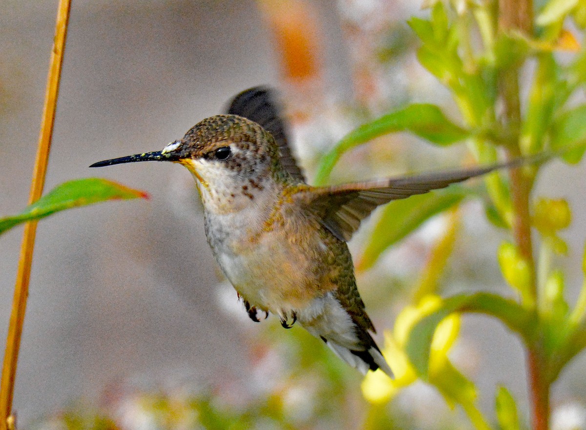 Ruby-throated Hummingbird - ML609284262