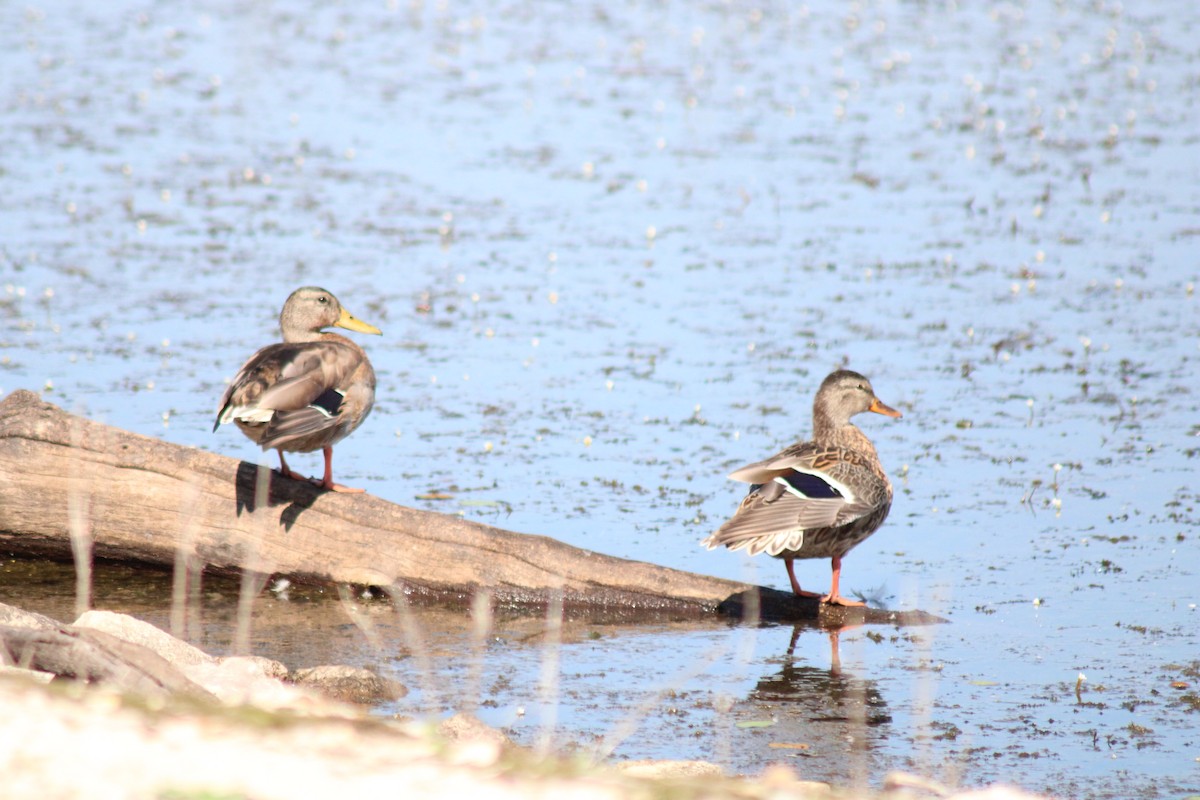 Mallard - SALLY HANCOCK