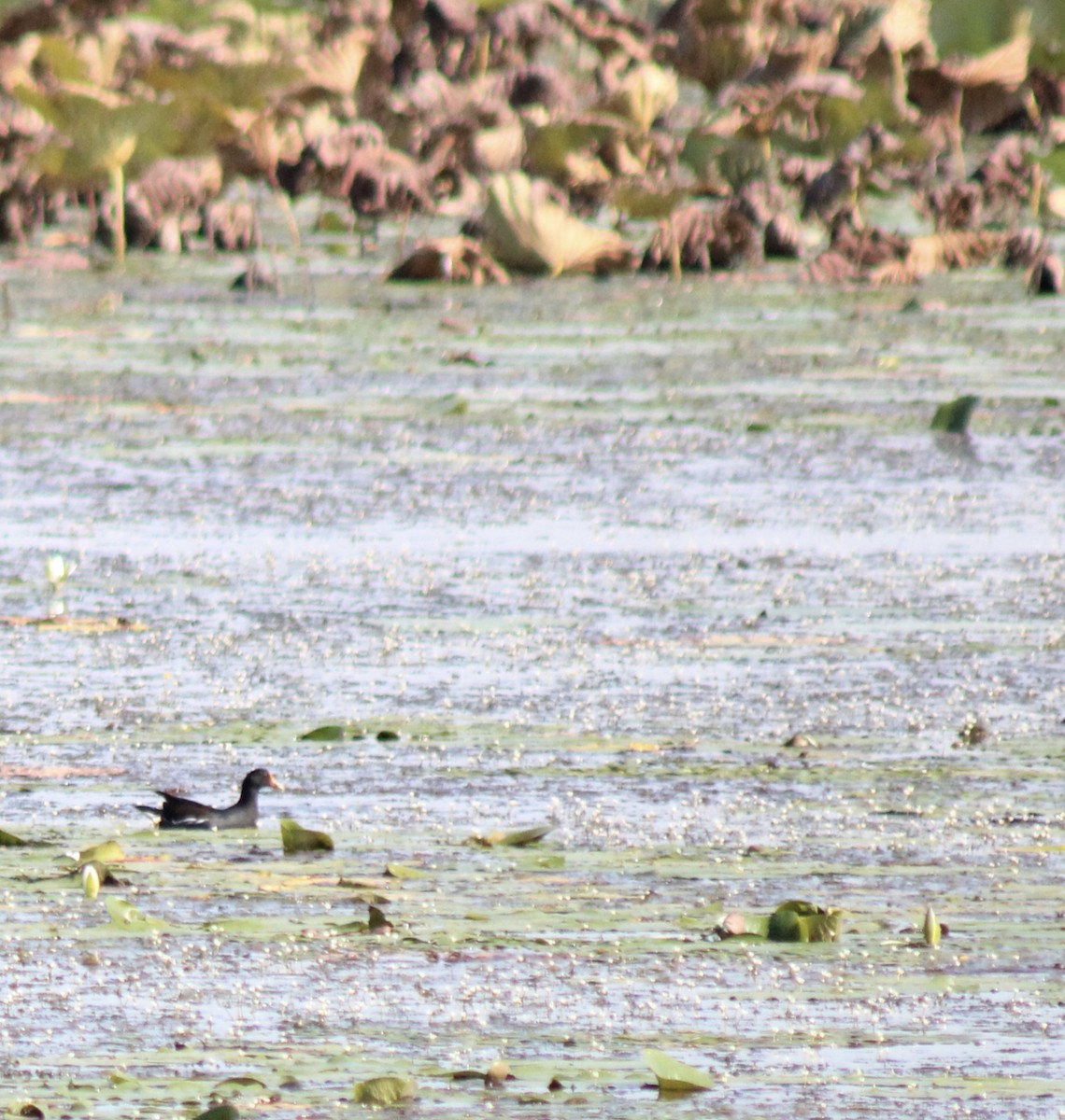 Common Gallinule - SALLY HANCOCK