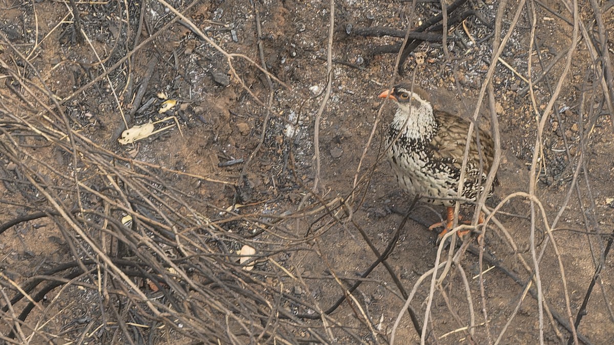 Swierstra's Spurfowl - ML609284402