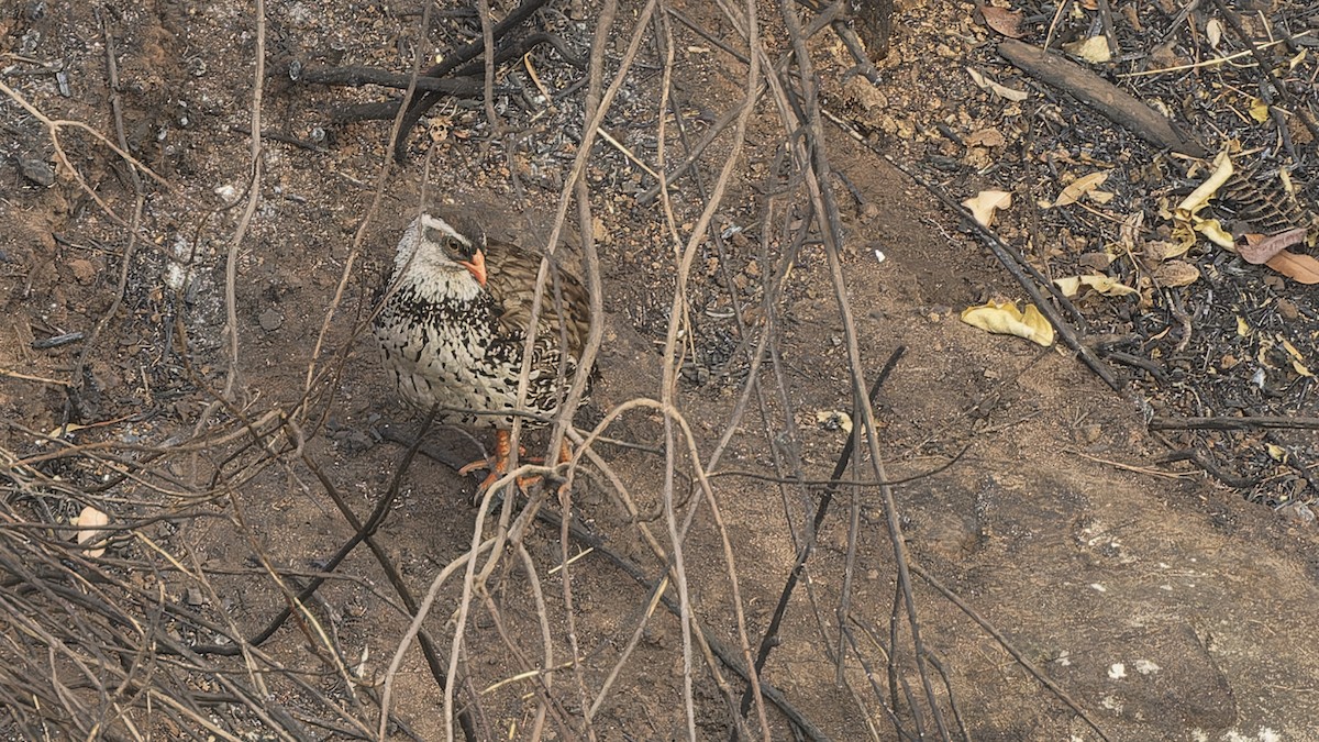 Swierstra's Spurfowl - ML609284403