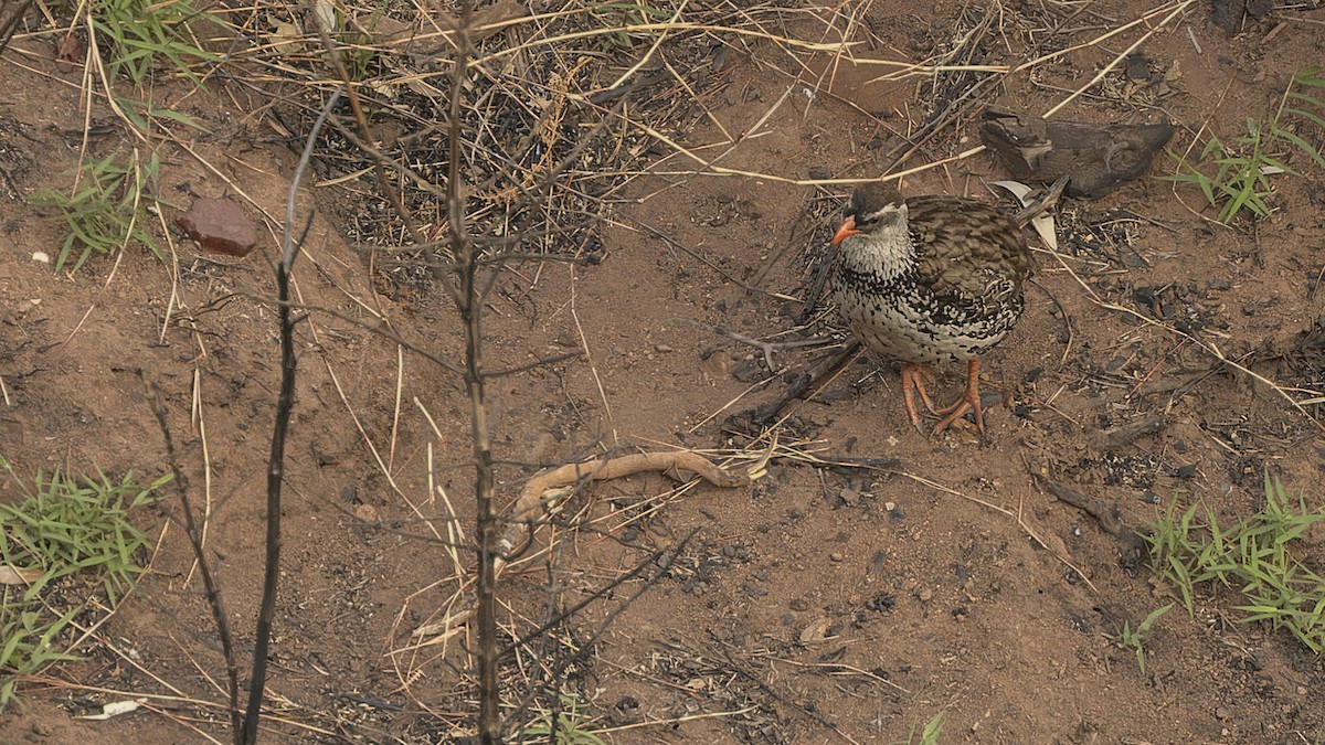 Swierstra's Spurfowl - ML609284405