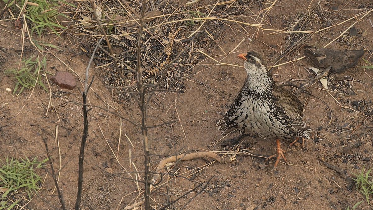 Swierstra's Spurfowl - ML609284406