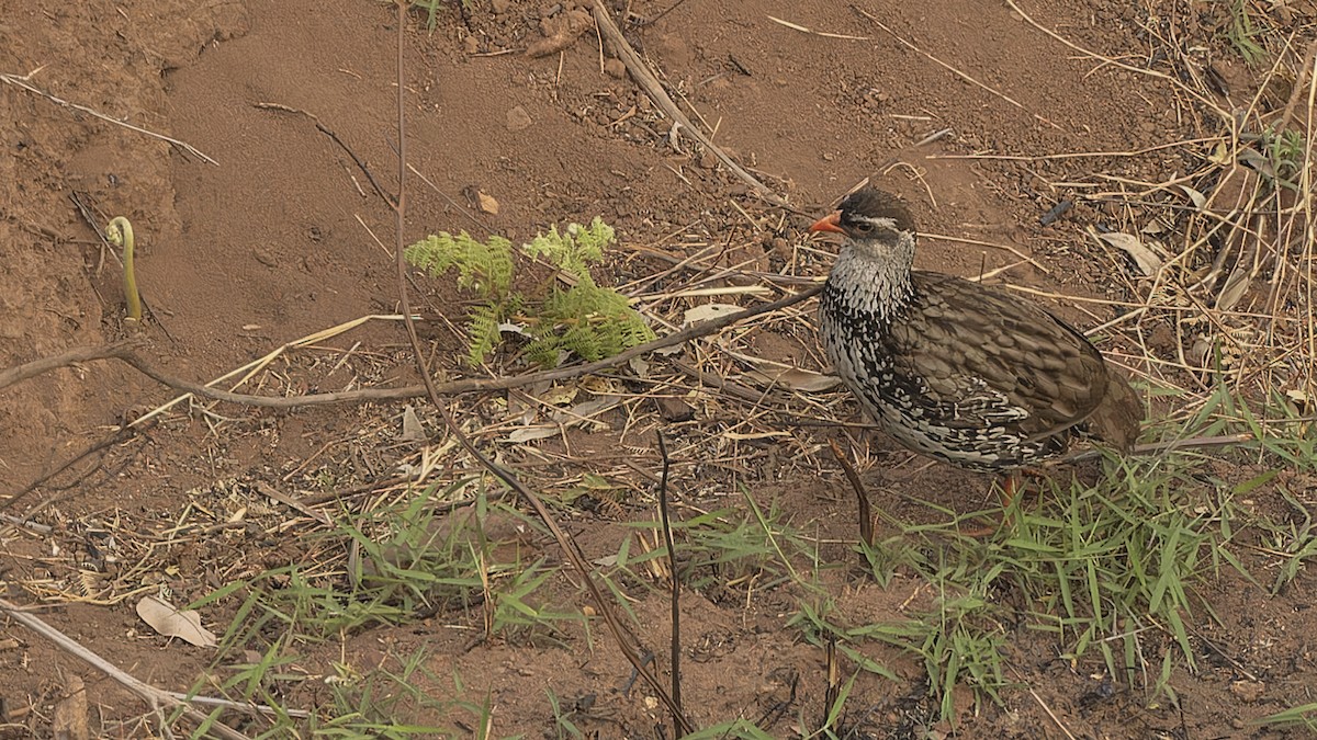 クロクビワシャコ - ML609284410