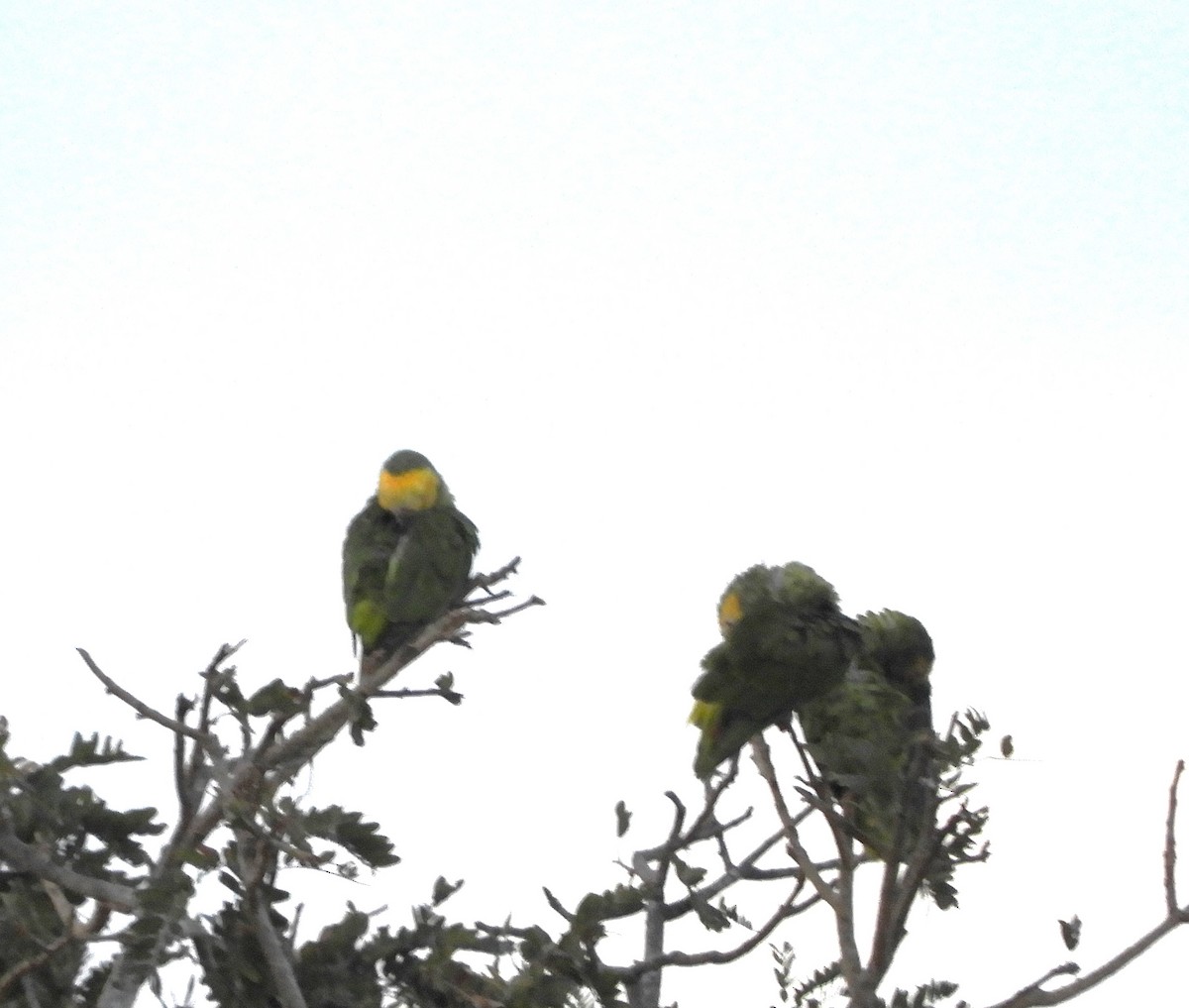 Yellow-faced Parrot - ML609284555