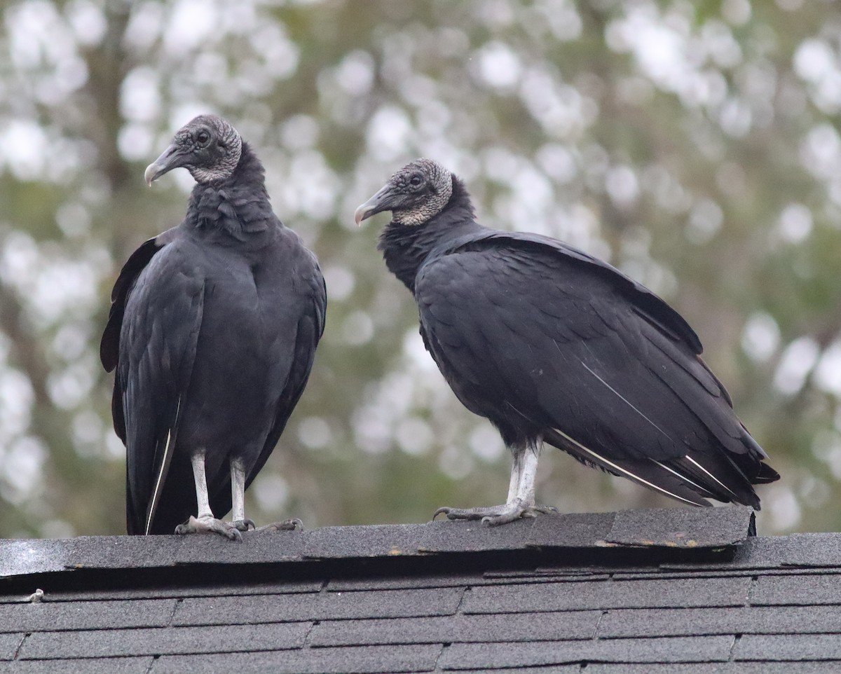 Black Vulture - ML609284588