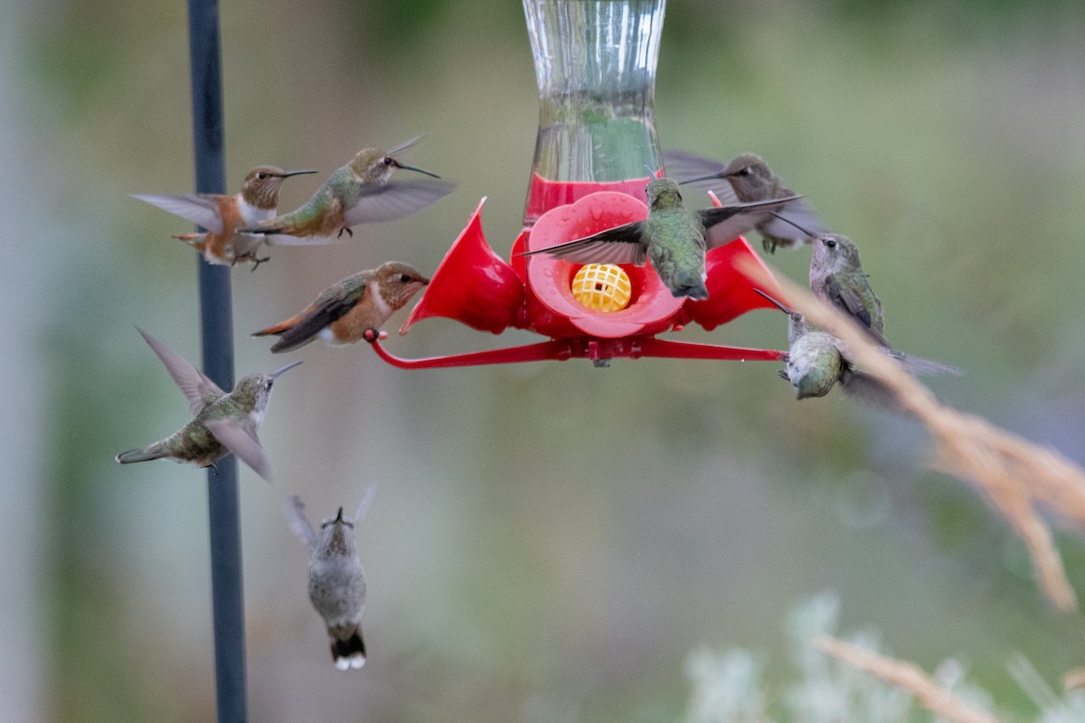 Rufous Hummingbird - Jeff Bleam