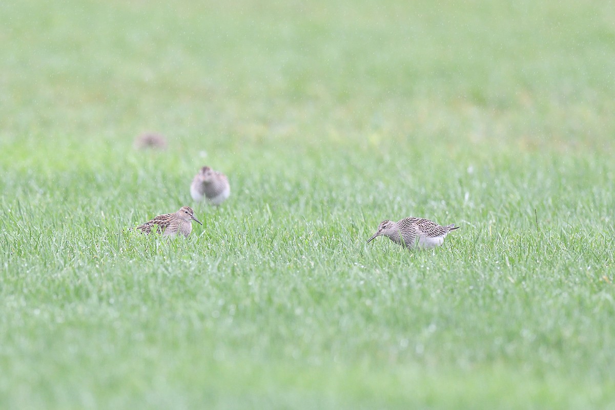 Pectoral Sandpiper - ML609284665