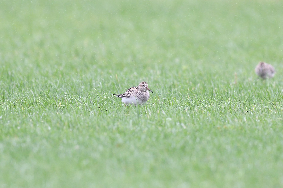 Pectoral Sandpiper - ML609284666