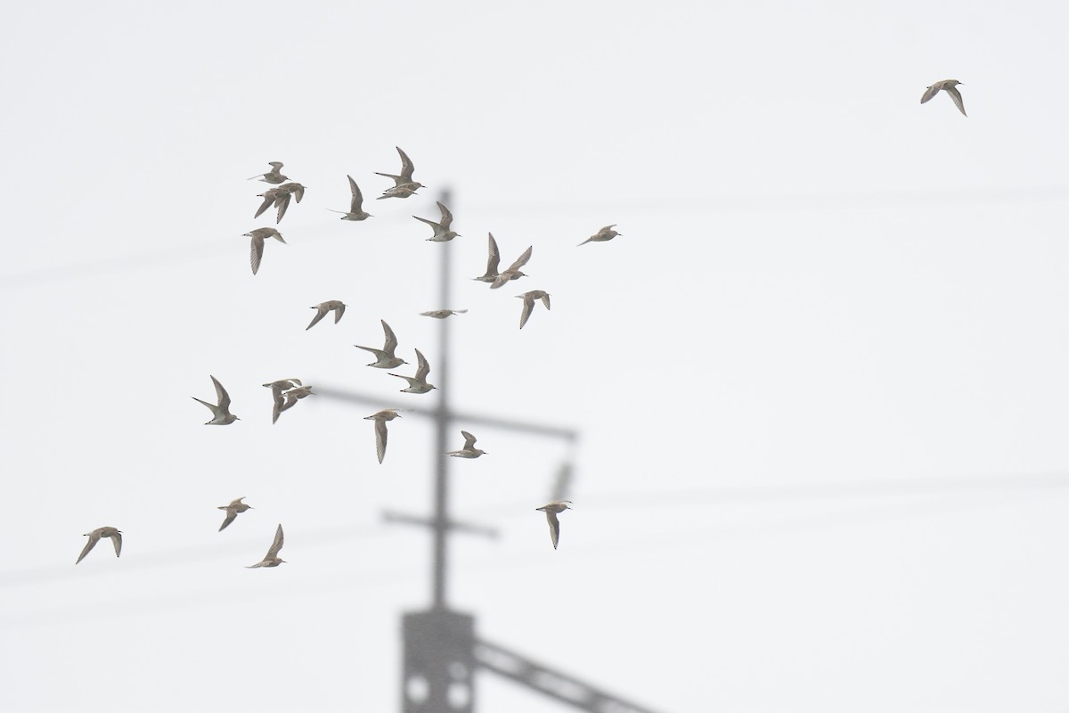 Pectoral Sandpiper - ML609284667