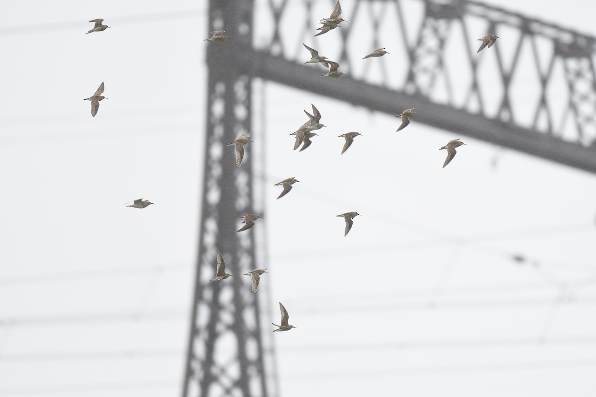 Pectoral Sandpiper - ML609284668