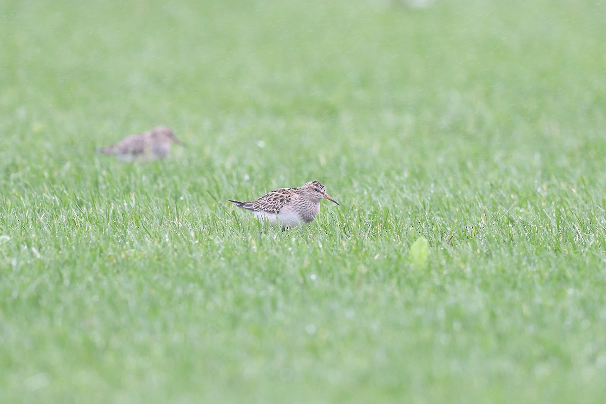 Pectoral Sandpiper - ML609284669
