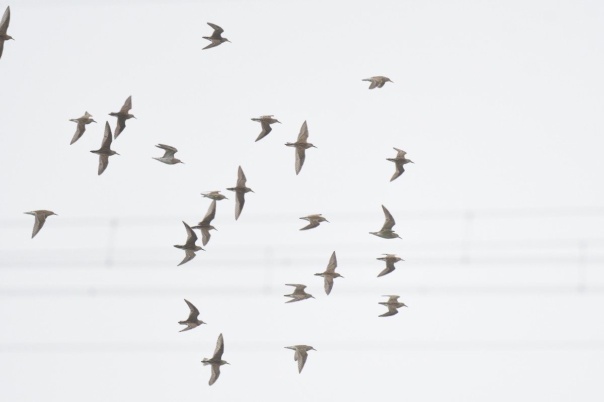 Pectoral Sandpiper - ML609284670