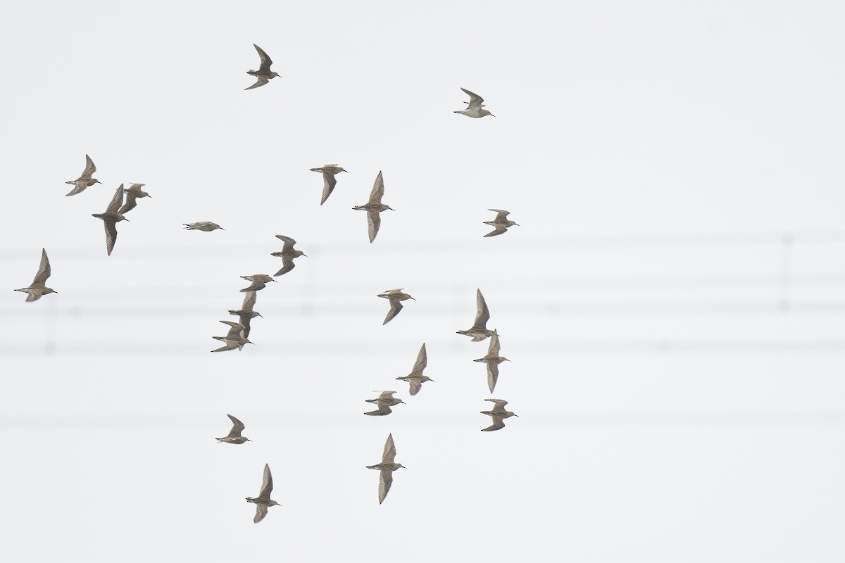Pectoral Sandpiper - ML609284671
