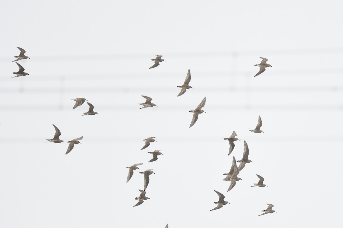 Pectoral Sandpiper - ML609284672