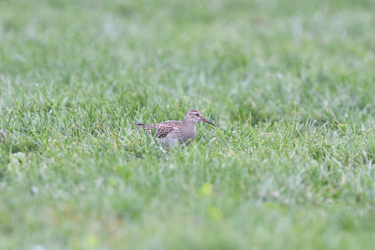 Pectoral Sandpiper - ML609284674