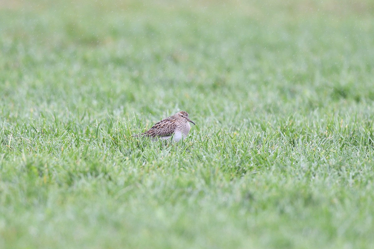 Pectoral Sandpiper - ML609284675