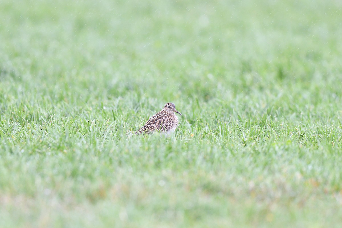 Pectoral Sandpiper - ML609284676