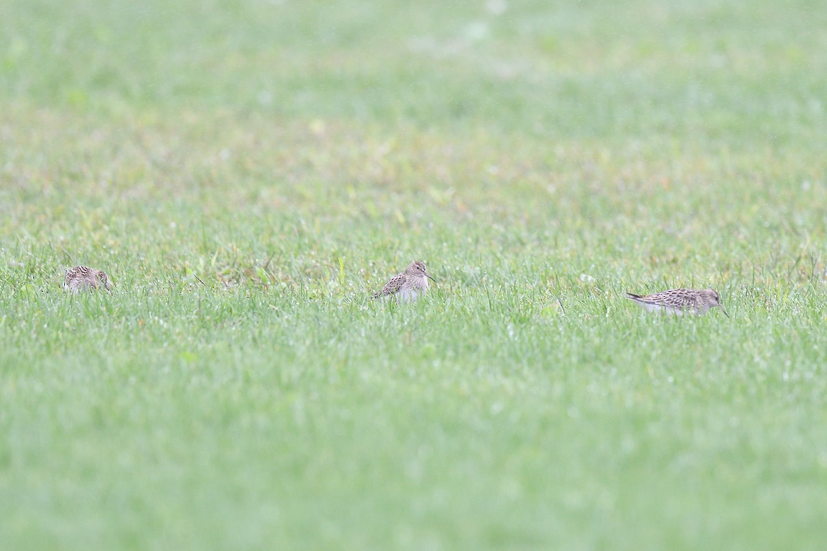 Pectoral Sandpiper - ML609284677